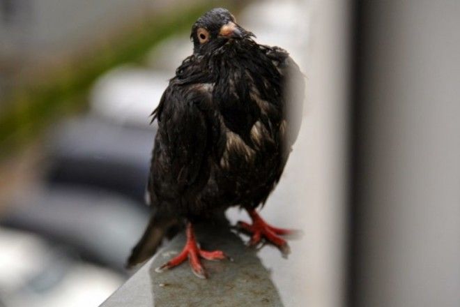 Санкции городских властей против голубей: чем птица мира насолила людям 32