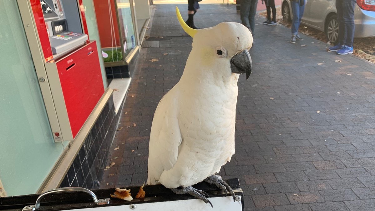 «Свободу пернатым!»: австралийский попугай-бунтарь отрывает от стены антиптичьи шипы 28