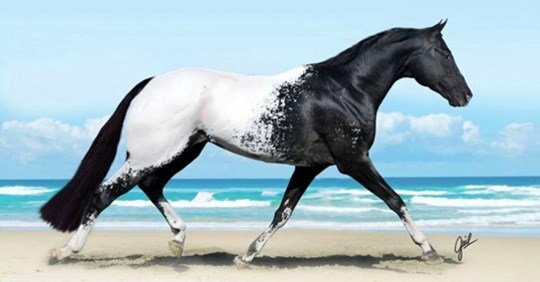 Подборка невероятно красивых лошадей Планеты 34