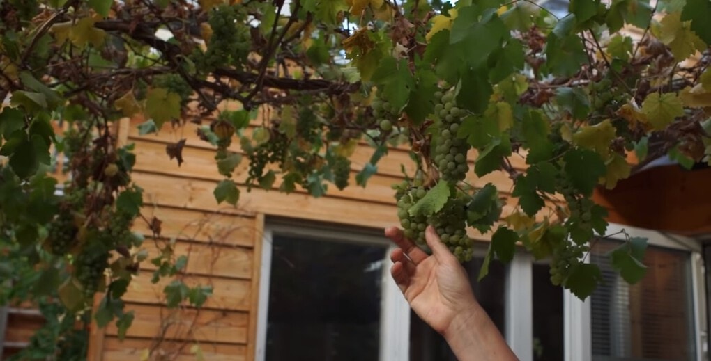 Шведская семья превратила свой дом в огромную теплицу, жизни в которой позавидуют не только помидоры 39
