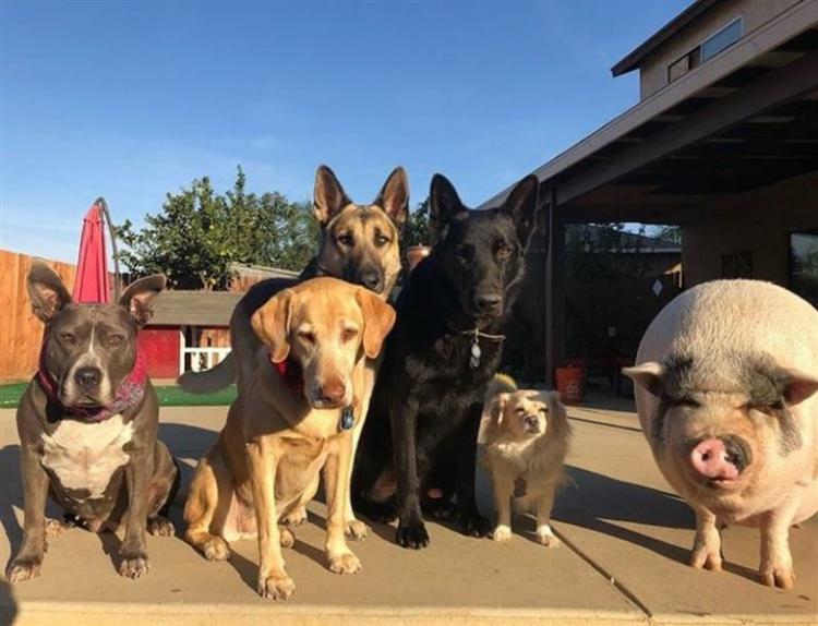 В Бразилии свинка живёт в компании 5 собак и думает, что она одна из них 22