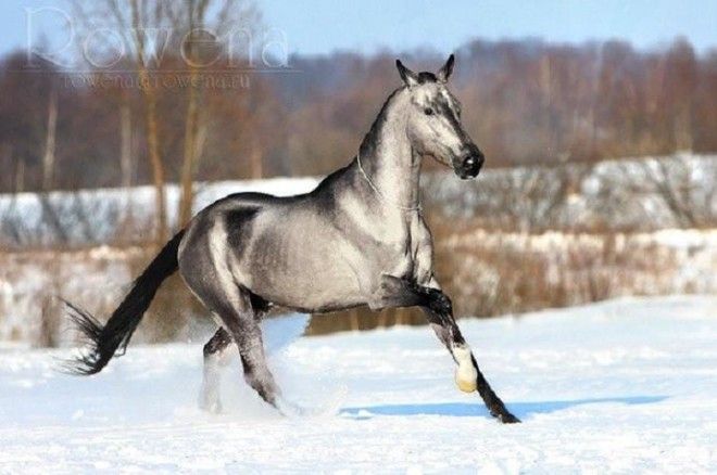 20 самых красивых лошадей в мире 41