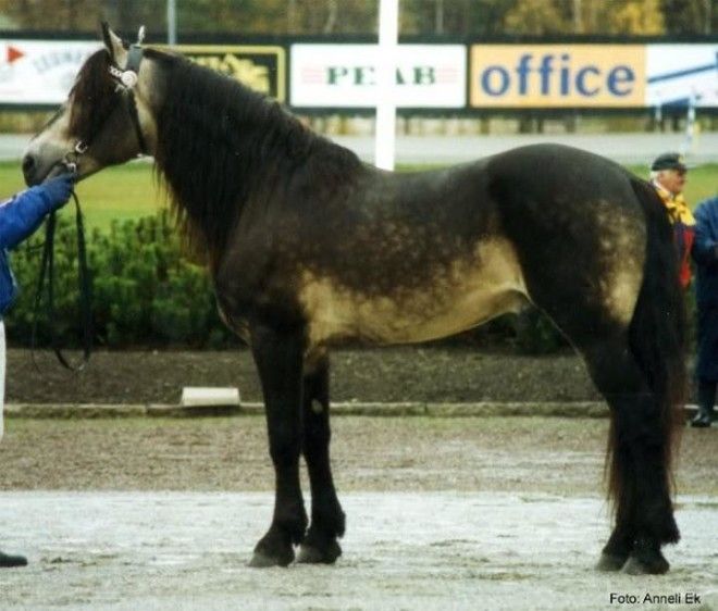 20 самых красивых лошадей в мире 42