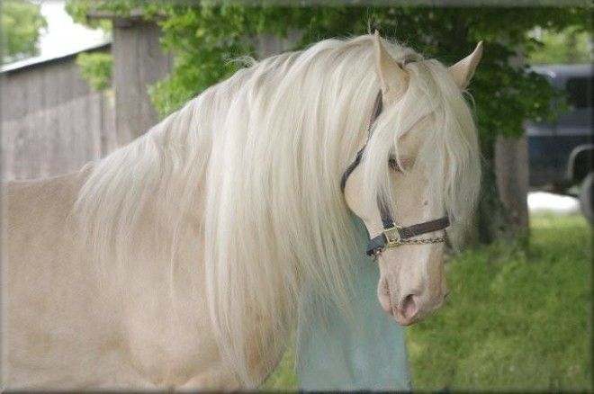 20 самых красивых лошадей в мире 44