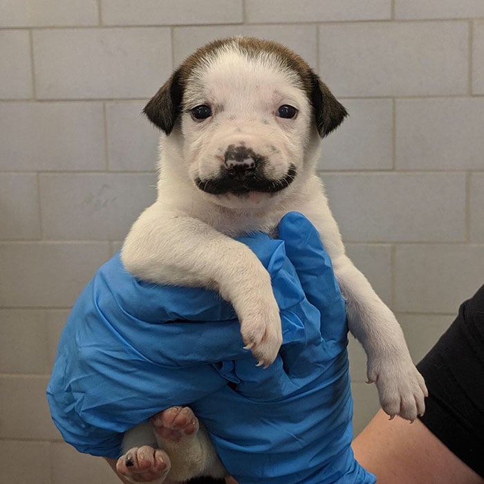 Этот щенок с уникальным окрасом из нью-йоркского приюта носит роскошные усы, а-ля Сальвадор Дали 28