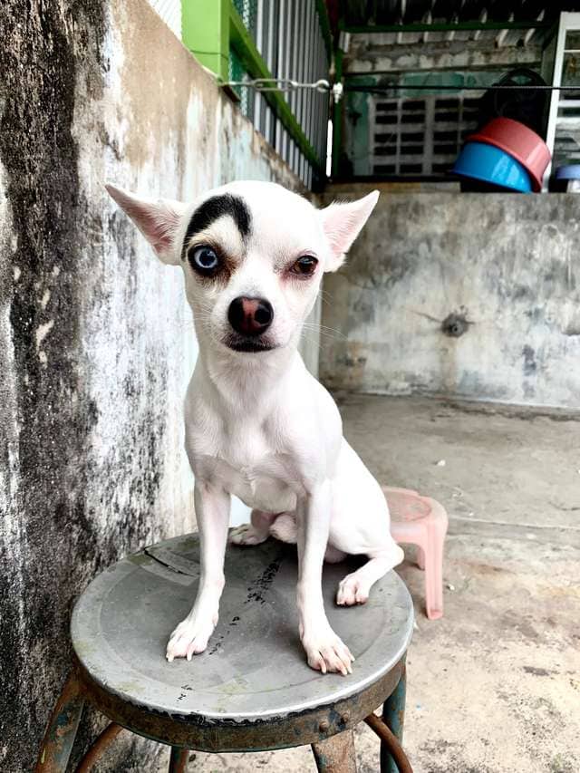 В Таиланде обнаружили пса, который выглядит как 2 собаки в 1. Люди думали, фотошоп, но нет — природа 19