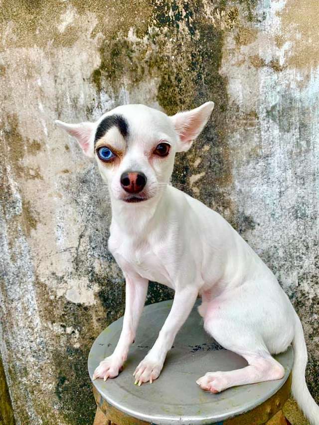 В Таиланде обнаружили пса, который выглядит как 2 собаки в 1. Люди думали, фотошоп, но нет — природа 24