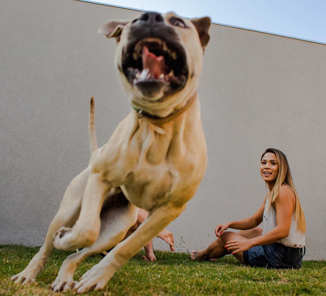 «Он спокойный и будет вести себя хорошо»: Пара взяла пса на предсвадебную фотосессию и не прогадала 66