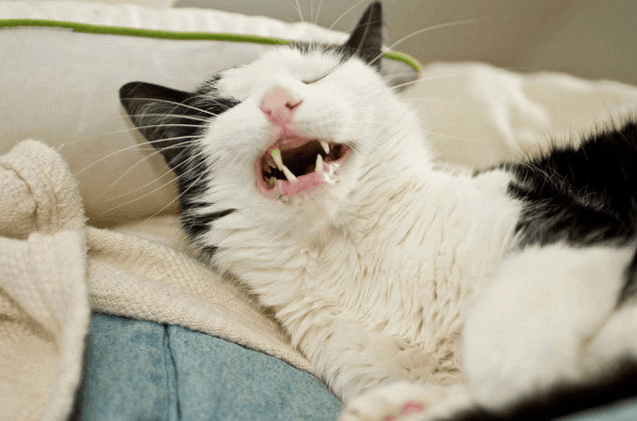 15 безумных фотографий котов, которых подловили на середине чиха 50