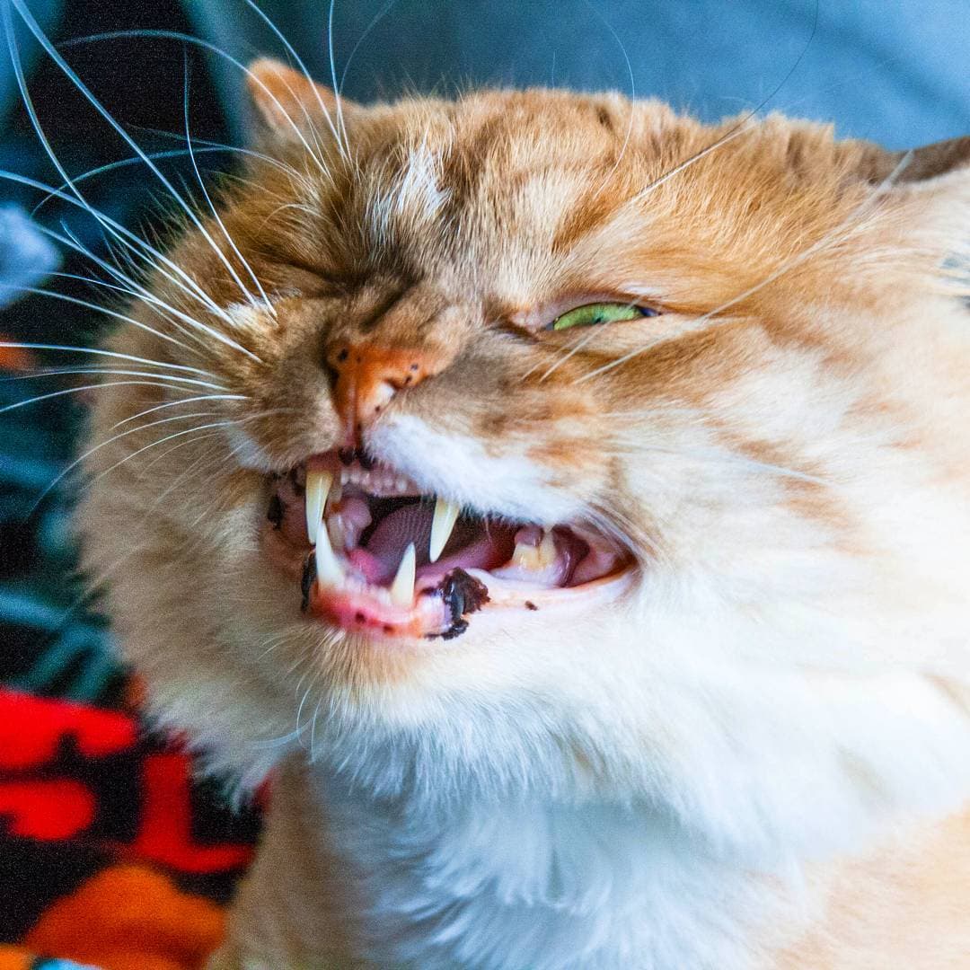 15 безумных фотографий котов, которых подловили на середине чиха 52