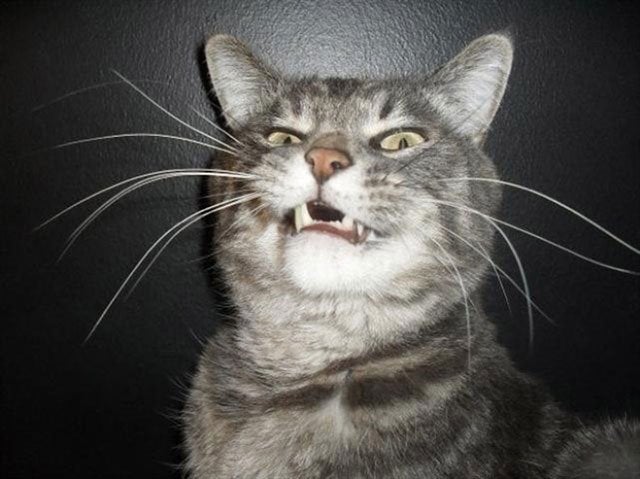 15 безумных фотографий котов, которых подловили на середине чиха 53