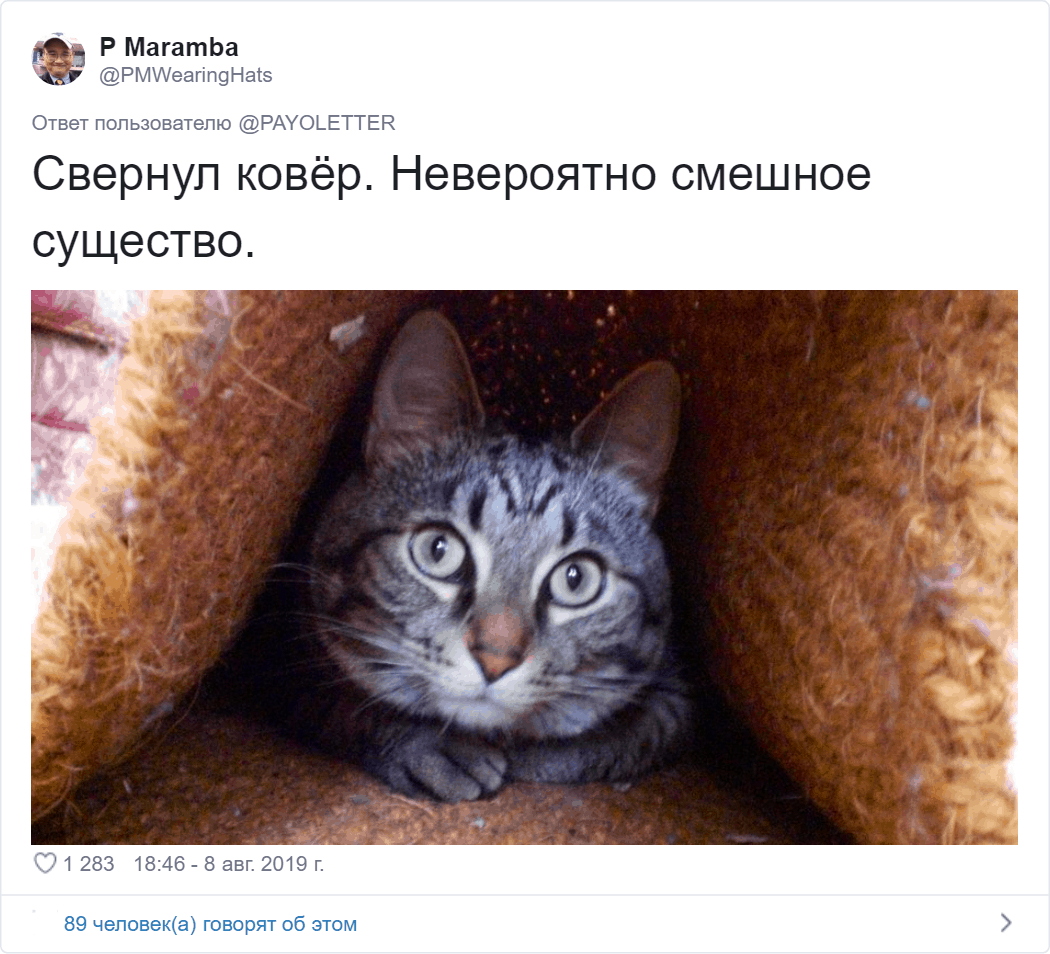Владельцы котов поделились фото своих питомцев, для которых странность — вторая натура 59