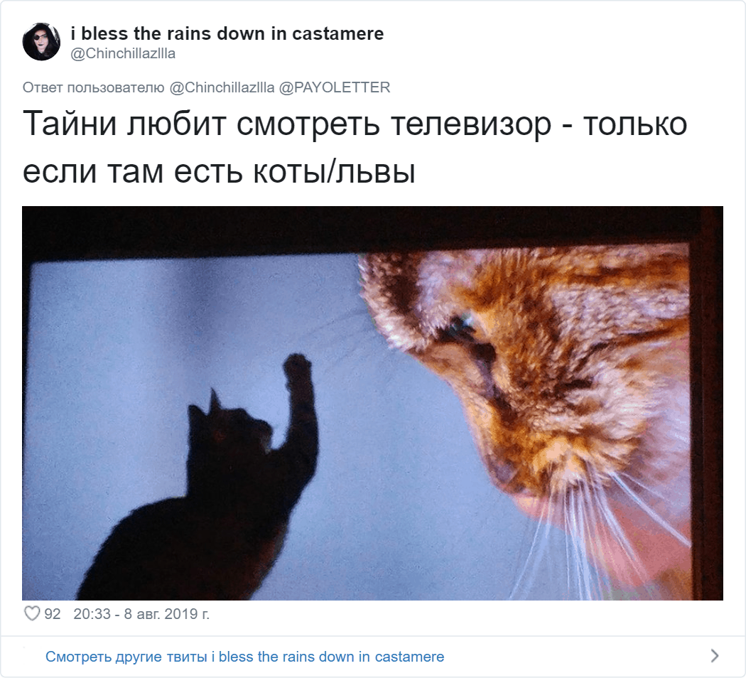 Владельцы котов поделились фото своих питомцев, для которых странность — вторая натура 60