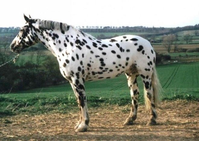 20 самых красивых лошадей в мире 47