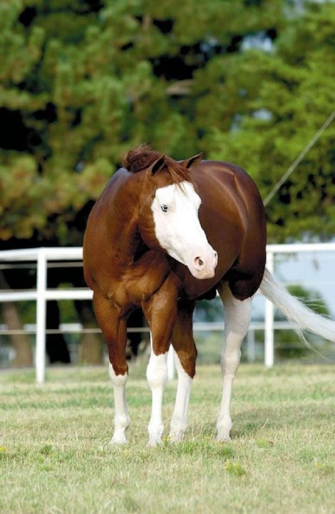 20 самых красивых лошадей в мире 50