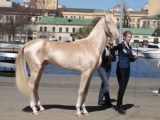 20 самых красивых лошадей в мире 39