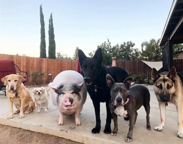 В Бразилии свинка живёт в компании 5 собак и думает, что она одна из них 24