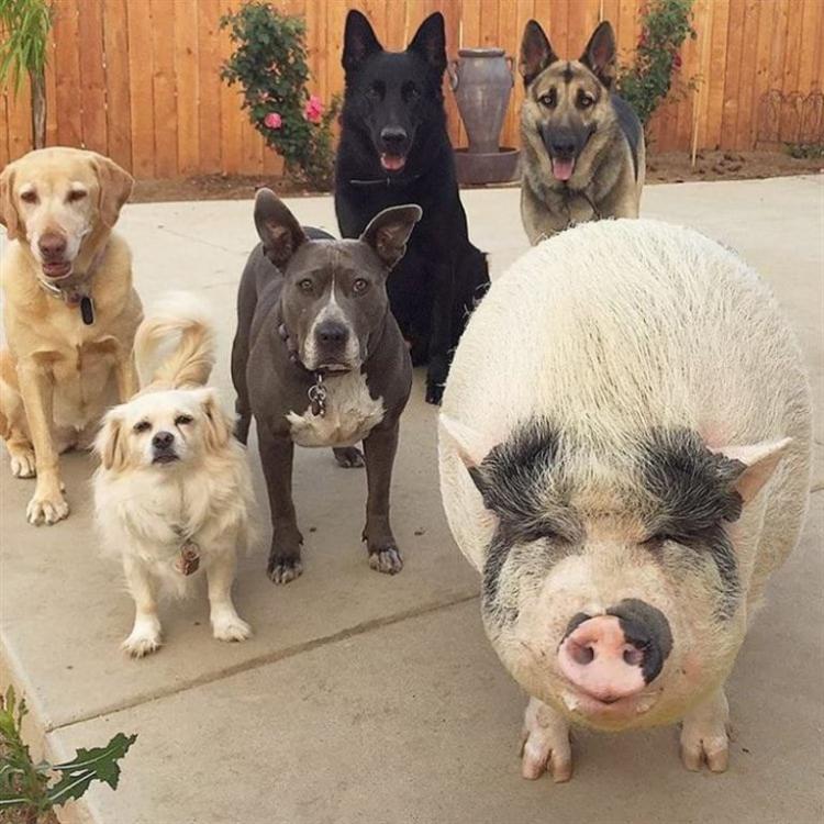 В Бразилии свинка живёт в компании 5 собак и думает, что она одна из них 25