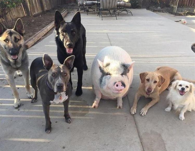В Бразилии свинка живёт в компании 5 собак и думает, что она одна из них 26