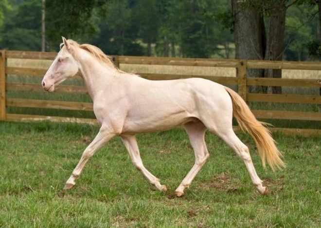 20 самых красивых лошадей в мире 43
