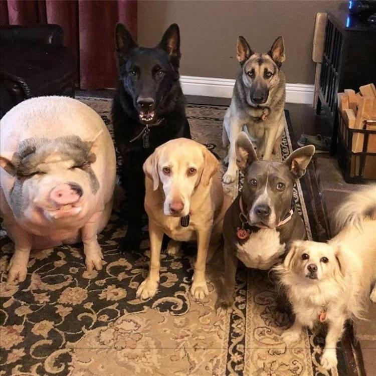 В Бразилии свинка живёт в компании 5 собак и думает, что она одна из них 27