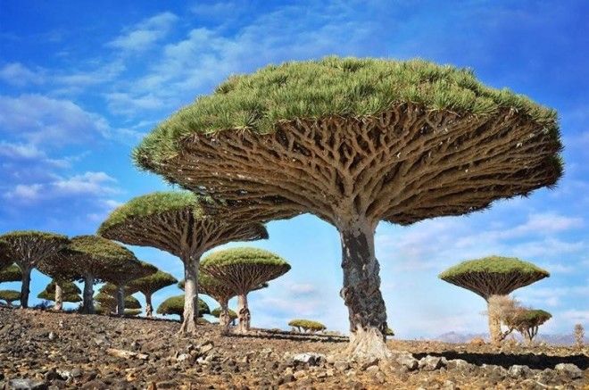 16 самых великолепных деревьев в этом мире 42