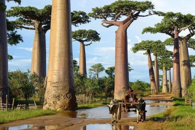 16 самых великолепных деревьев в этом мире 48