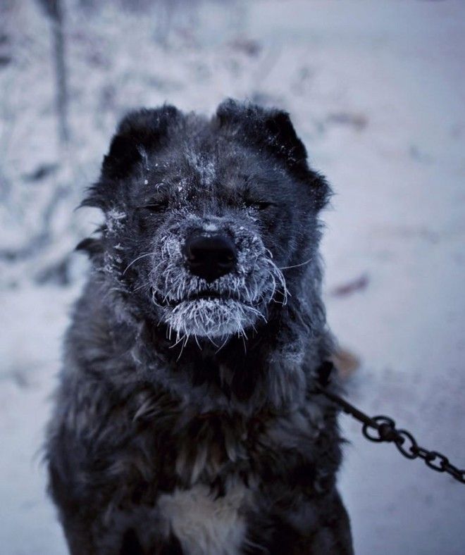 Ты не поверишь, но там живут люди! -67 °C в январе - это самая холодная деревня в мире. 49