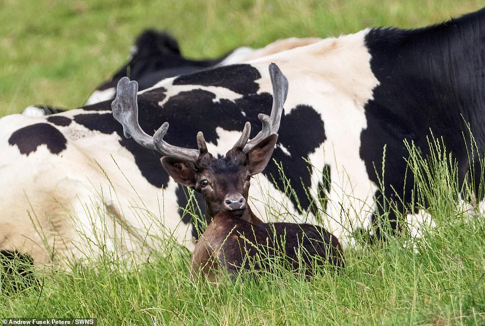 В Англии оленя «усыновило» стадо коров 20