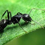 25 поразительных факта о муравьях, о которых Вы не знали