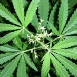 Интересные факты о марихуане