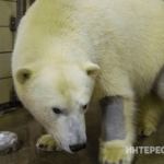 «Кожа белого медведя — черная» — 20 удивительных фактов обо всем на свете