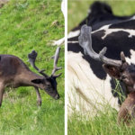 В Англии оленя «усыновило» стадо коров