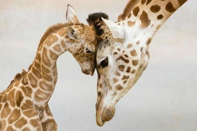 Как проявляется материнская любовь у животных 64