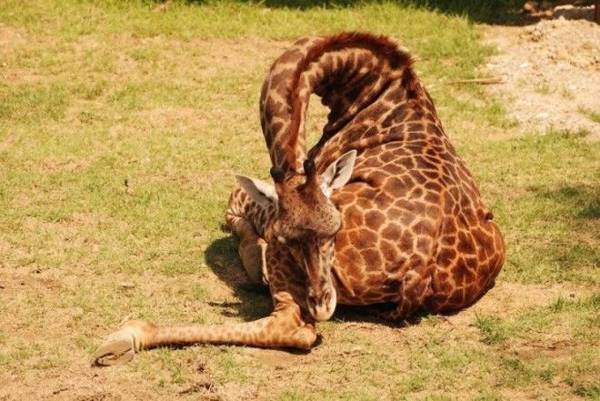 12 фото, как спят жирафы 43