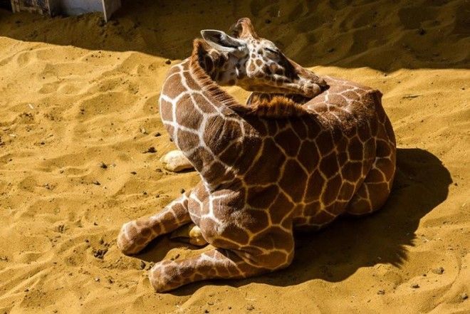 12 фото, как спят жирафы 44