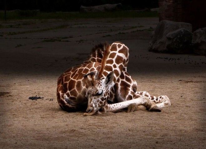 12 фото, как спят жирафы 34