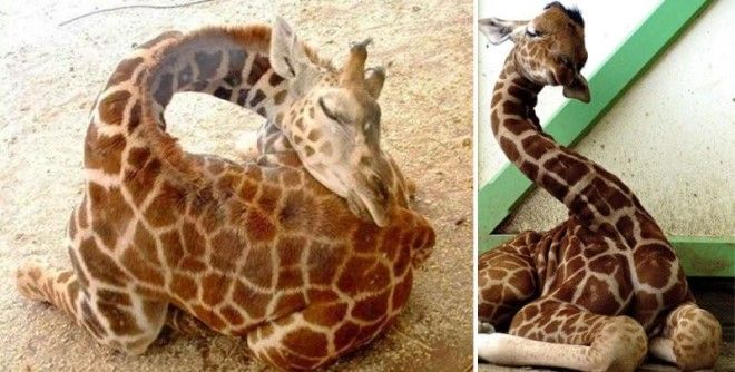 12 фото, как спят жирафы 35