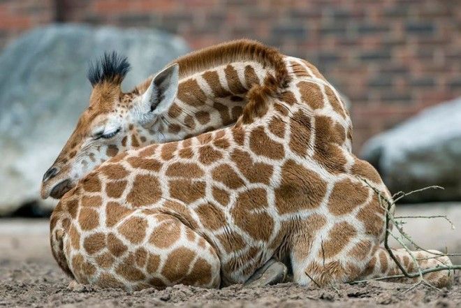 12 фото, как спят жирафы 36