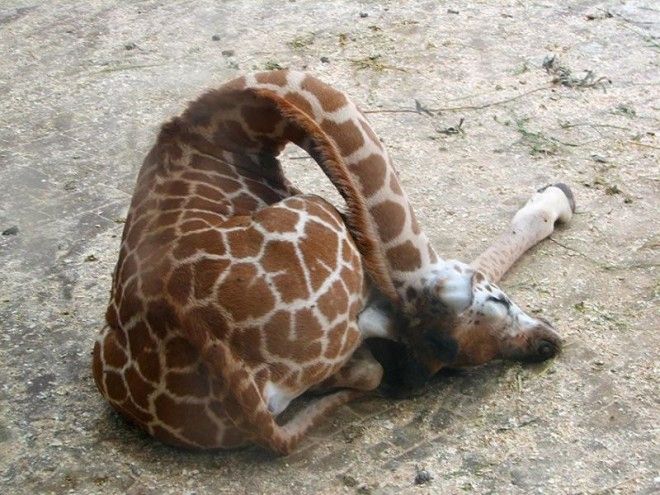 12 фото, как спят жирафы 37