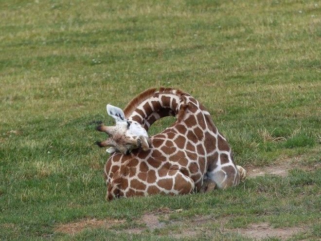 12 фото, как спят жирафы 38