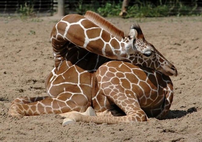 12 фото, как спят жирафы 40