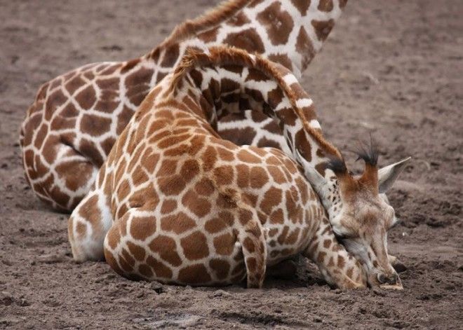 12 фото, как спят жирафы 41