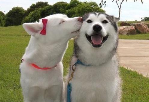 Очень трогательные фото собак, которые не могут друг без друга.