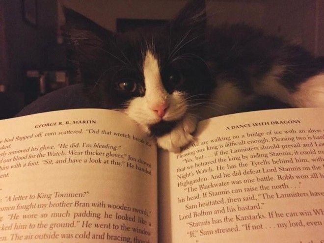 18 фото котов, которым нужна ласка именно, когда Вы что-то читаете 44