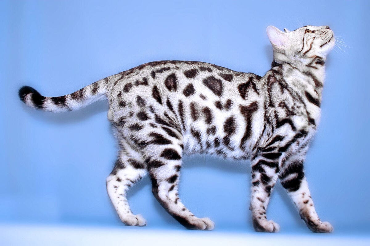 10 самых красивых пород кошек в мире 38