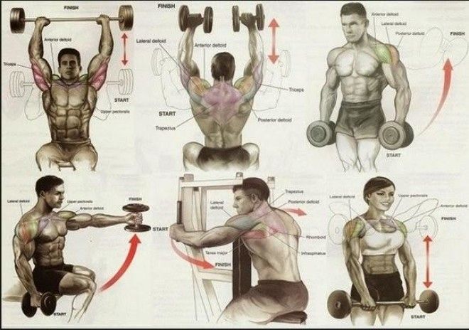 Упражнения на все группы мышц 21