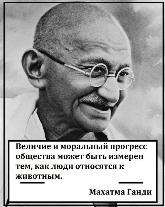 Как бы изменился мир, если бы люди не если мяса? 17