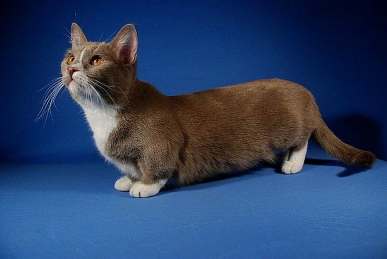 10 самых красивых пород кошек в мире 37