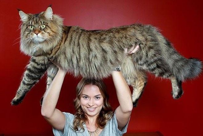 20 безумно красивых гигантских котов 43